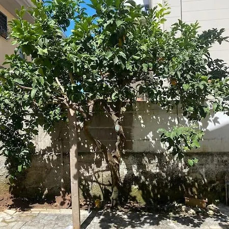 Apartman Lemon Tree 400 Mt Dal Mare Nettuno
