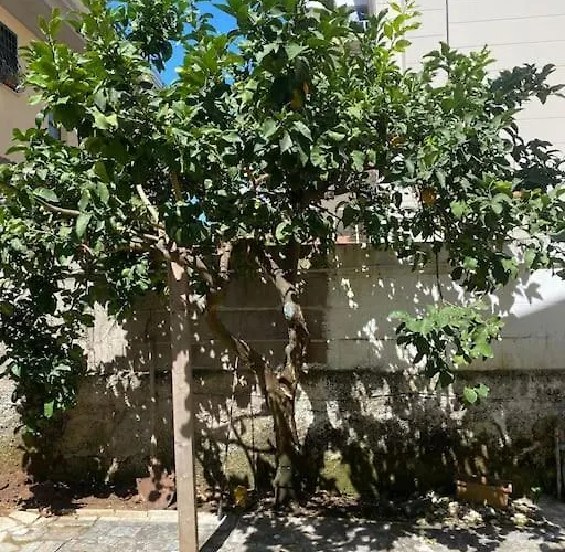 Lägenhet Lemon Tree 400 Mt Dal Mare Nettuno